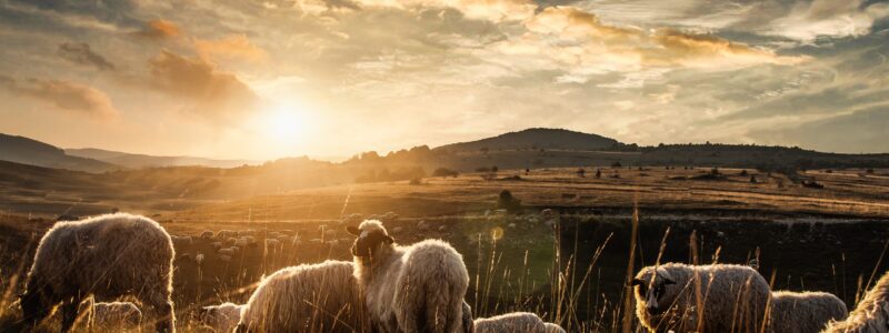 sheep in the field, sheeps, sheeps on nature, nature, sheep